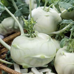Koleraba "Luna" - bijela sorta za ranu berbu - 260 sjemenki - Brassica oleracea var. Gongylodes L. - sjemenke