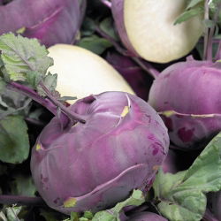 Koleraba "Blankyt" - ljubičasta, iznimno čvrsta sorta - 260 sjemenki - Brassica oleracea var. Gongylodes L. - sjemenke