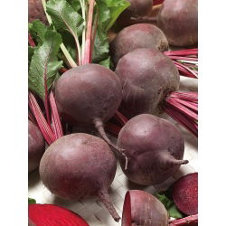 Kırmızı pancar "Bona" - Beta vulgaris - tohumlar