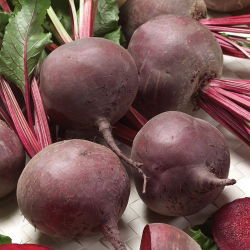 Kırmızı pancar "Bona" - Beta vulgaris - tohumlar