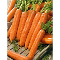 Porkkana - Darina - Daucus carota - siemenet