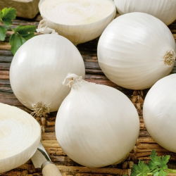Cipolla - Avalon - Bianco succoso, perfetto per lunga conservazione - Semi Freschi