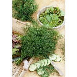 Endro - Oliver - 2800 sementes - Anethum graveolens L.