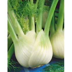 Funcho - Romanesco - 200 sementes - Foeniculum vulgare Mill