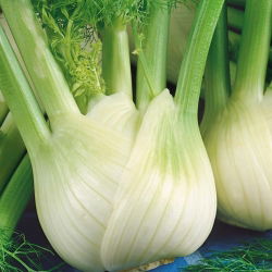 Funcho - Romanesco - 200 sementes - Foeniculum vulgare Mill