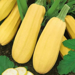 Кабачок - Złoty Cepelin - 16 семена - Cucurbita pepo