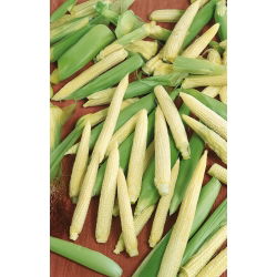 Sweet corn - Minigold - Quick-Maturing, Compact, High-Yield Variety - Fresh Seeds