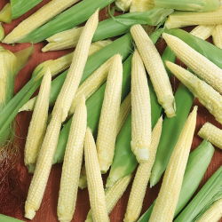 Sweet corn - Minigold - Quick-Maturing, Compact, High-Yield Variety - Fresh Seeds