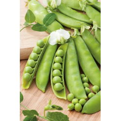 Pisello mangiatutto - Iłówiecki - 500 g - Facile da coltivare, perfetto per consumo fresco - Semi Freschi