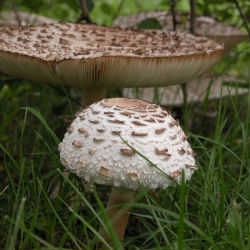Bedla vysoká (Macrolepiota procera) - Sada pro pěstování v zahradě - 750 ml