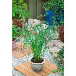 Umbrella Sedge, Biji Papirus biji - Cyperus alternifolius - 160 biji - benih