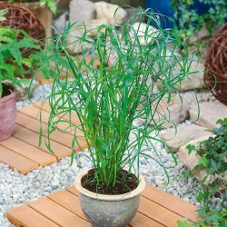 Umbrella Sedge, Biji Papirus biji - Cyperus alternifolius - 160 biji - benih