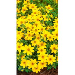 Bidens aurea - Bidens aurea - Golden Hues, Perfect for Borders - Fresh Seeds