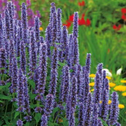 Hạt giống Hyssop khổng lồ Mexico - Agastache maxicana - 210 hạt - Agastache mexicana