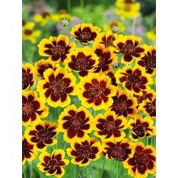 Burridge's Greenthread - Cosmidium burridgeanum - Exotic Dual-Toned Blooms - Fresh Seeds