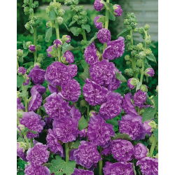 Семена двойного пурпурного Hollyhock Chater - Althea rosea fl. пл. - 50 семян - Althaea rosea - семена