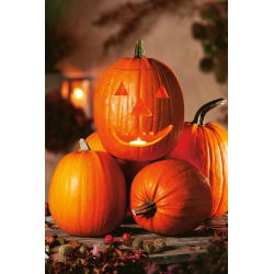 Tykev okrasná - Jack O'Lantern - Obří dýně slávy – dokonalost na Halloween - Čerstvá semena