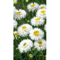 Margherita - Crazy Daisy - Chrysanthemum leucanthemum - Eleganza candida, ideale per bouquet - Semi Freschi