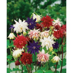 Teltvirágú harangláb - Aquilegia vulgaris - Lenyűgöző virágok, tökéletes csokrokhoz - Friss vetőmagok