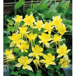Семе Голден Цолумбине - Акуилегиа цхрисантха - 270 семена - Aquilegia chrysantha