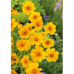 Tickseed seeds - Coreopsis tinctoria - 1000 zaden - Coreopsis grandiflora