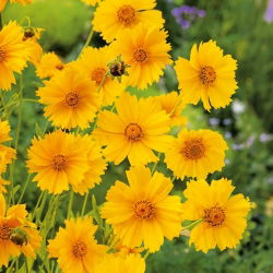 Tickseed seeds - Coreopsis tinctoria - 1000 zaden - Coreopsis grandiflora