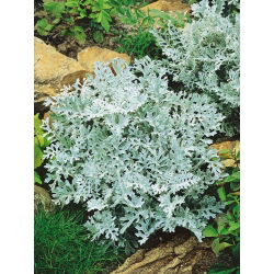 Dusty Miller zaden - Cineraria maritima - 380 zaden - Cineraria maritima, syn. Senecio maritima.