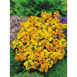 סיבירי זרעי חמניות - Erysimum allionii - Erysimum x marshalli - זרעים