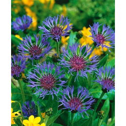 Bajorė kalninė - (Centaurea montana) - Žavingi žiedai kaimiškiems sodams - Šviežios sėklos