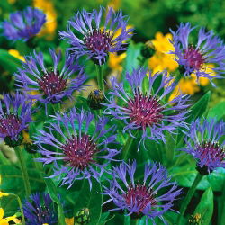 Bajorė kalninė - (Centaurea montana) - Žavingi žiedai kaimiškiems sodams - Šviežios sėklos