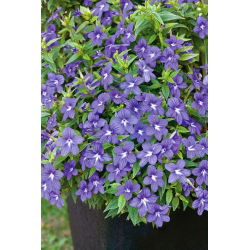 Browallia, Amethyst Flower - Browallia americana - Dainty Blooms for Cottage Gardens - Fresh Seeds