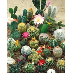 Biji campuran kaktus - 100 biji - Cactaceae - benih