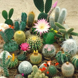 Biji campuran kaktus - 100 biji - Cactaceae - benih