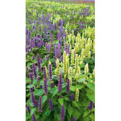 Hummingbird Mint sjemenke - Agastache mexicana - Plectranthus amboinicus