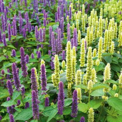 Hummingbird Mint sjemenke - Agastache mexicana - Plectranthus amboinicus