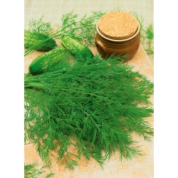 Endro – Ambrosia - 3500 sementes - Anethum graveolens L.