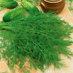 Endro – Ambrosia - 3500 sementes - Anethum graveolens L.