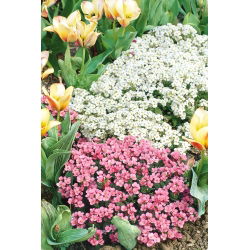 Alpine rock-cress - sortide valik - 940 seemet - Arabis alpina - seemned