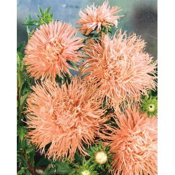 Callistephus chinensis - 500 zaden - roze