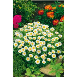 Crisantemo nano - Bianco - Chrysanthemum paludosum - Tappeto bianco incantevole per bordi e percorsi - Semi Freschi