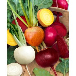 Peet - erinevad värvid - seemnelint (Beta vulgaris)