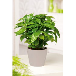 Arabica Coffee - Coffea arabica - Grow Your Own Exotic Coffee - Fresh Seeds