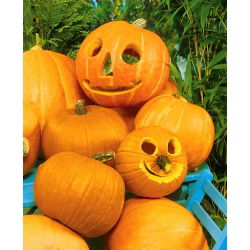 Tykev okrasná - Halloween - Nejlepší na vyřezávání - Čerstvá semena