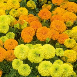 Törpe nagyvirágú bársonyvirág - színkeverék - Tagetes erecta - Kompakt növekedés, élénk nyári virágok - Friss vetőmagok