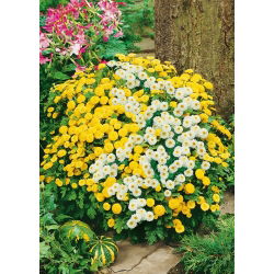 Partenio - Miscuglio - Chrysanthemum parthenium - Erba aromatica, medicinale e ornamentale - Semi Freschi
