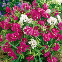 Fjärilsclarkia - blandning - Clarkia pulchella - Livfulla och doftande blommor för trädgårdskanter - Färska frön