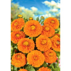 Невен "Гейша момиче" - 108 семена - Calendula officinalis