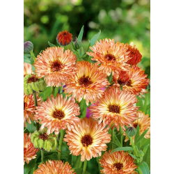 Невен "Сънсет Бъф" - Calendula officinalis - семена