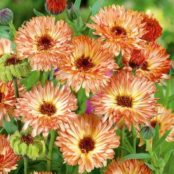 Невен "Сънсет Бъф" - Calendula officinalis - семена