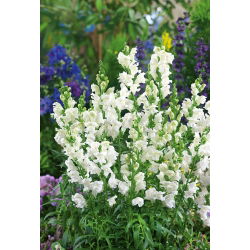 Prydløvemunn Snowflake  - hvit - Antirrhinum majus - frø
